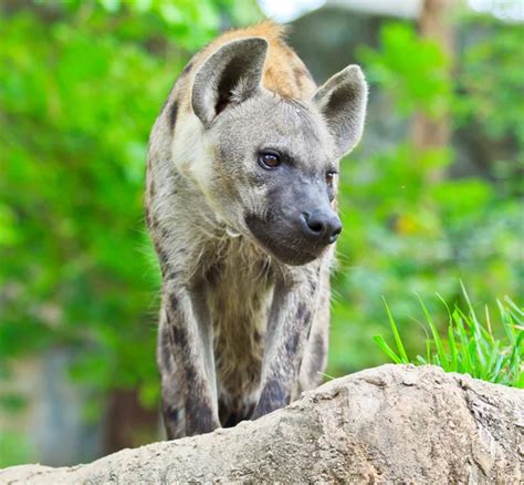 Hyena hunting in forest — Stock Photo © Deerphoto #148472473