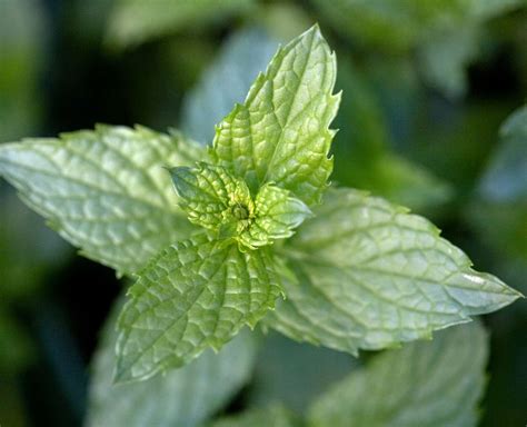 How to Grow Mint and Keep It from Taking Over