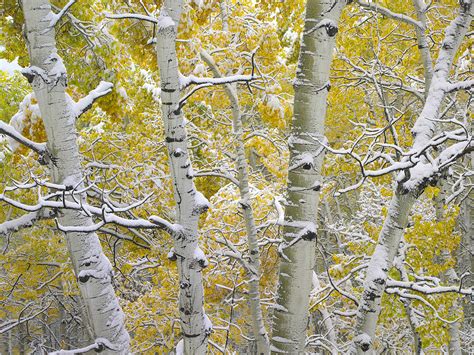 Aspen Trees Covered With Snow Photograph by Tim Fitzharris