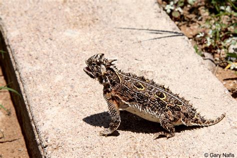 Texas Horned Lizard - Phrynosoma cornutum