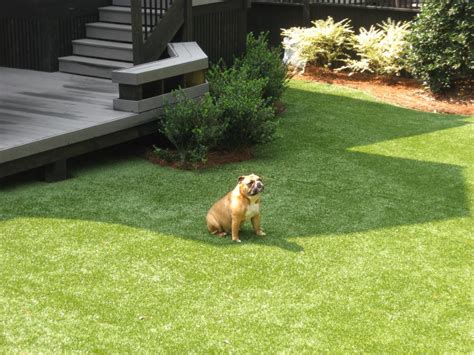 Dog-Friendly Garden Design | HGTV