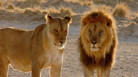 Rethinking Lion Conservation - PLOS Biologue