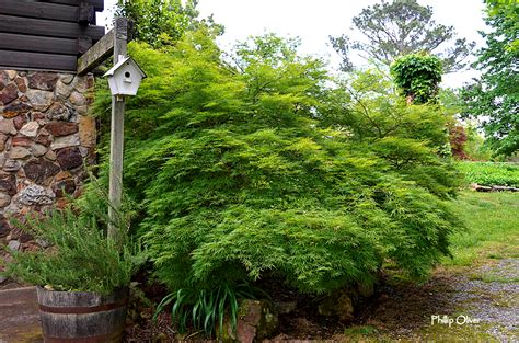 Laceleaf Japanese Maples – Yard 'N Garden Land