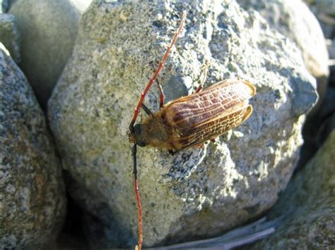 Huhu Beetle - Puketi Forest Trust, Northland, New Zealand.