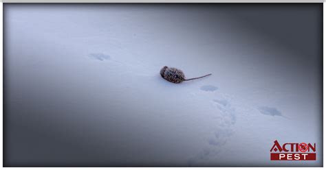 Action Pest Control ServicesHow to identify Rat Tracks in The Snow ...