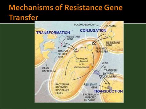 PPT - Mechanisms of Antibiotic Resistance PowerPoint Presentation, free ...