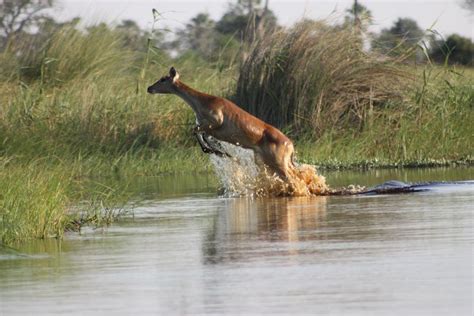 Red Lechwe running from predator | Smithsonian Photo Contest | Smithsonian Magazine