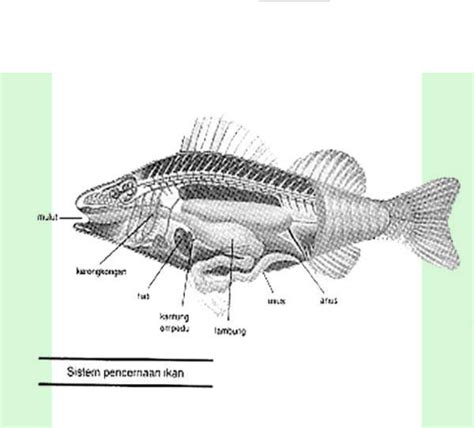 Detail Gambar Sistem Pencernaan Pada Ikan Koleksi Nomer 21