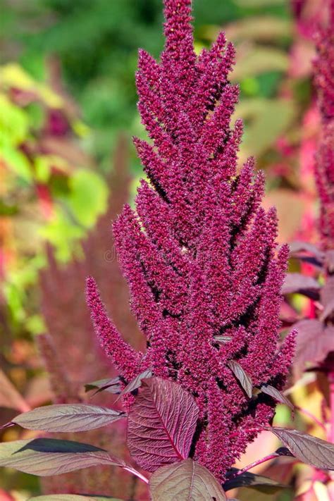 Amaranth Plant or Amaranthus Stock Image - Image of beauty, flower: 141010153