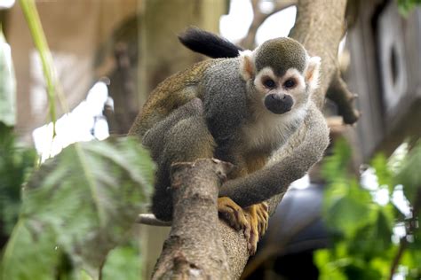 Squirrel Monkey - Potawatomi Zoo