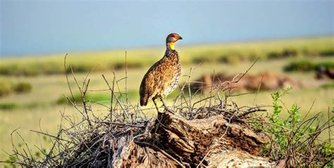 Animals of Amboseli National Park - Africa Adventure Vacations