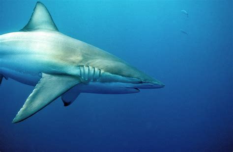 Copper, Or Bronze Whaler, Shark Photograph by Stuart Westmorland | Fine ...