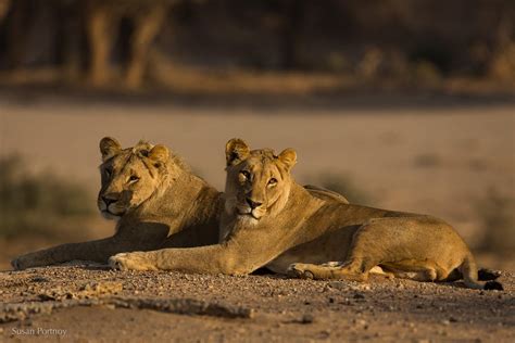 Namibia's Desert-Adapted Lions and the Man Who Loves Them