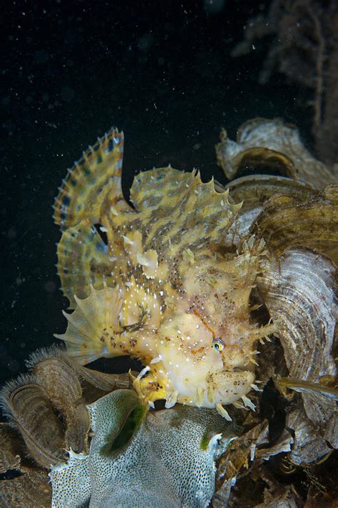 Sargassum Fish Photograph by Scubazoo/science Photo Library - Pixels