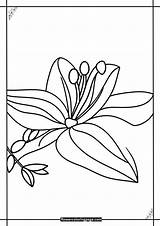 10 Free Lily Coloring Page PDF To Print  Flower sketch template