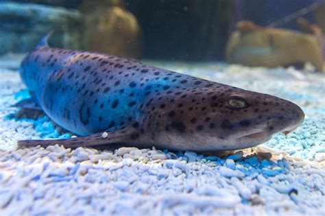 Small Spotted Catshark Free Stock Photo - Public Domain Pictures
