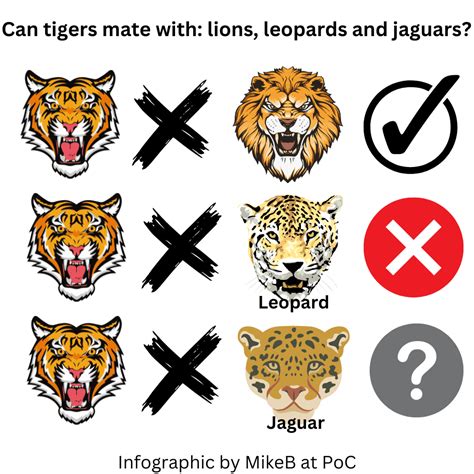 Can tigers mate with: leopards, jaguars and lions? – Michael Broad