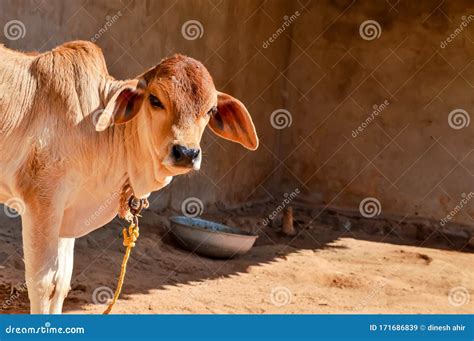 Indian Cow. in the Villages,image is Calf Stock Image - Image of cattle, farm: 171686839