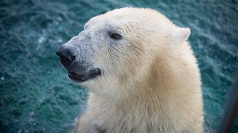 Columbus Zoo polar bear Anana 'humanely euthanized' | 10tv.com