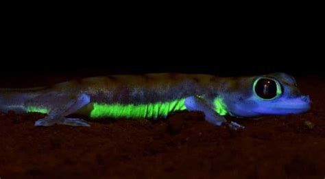 Look at these glowing images of fluorescent reptiles recently ...