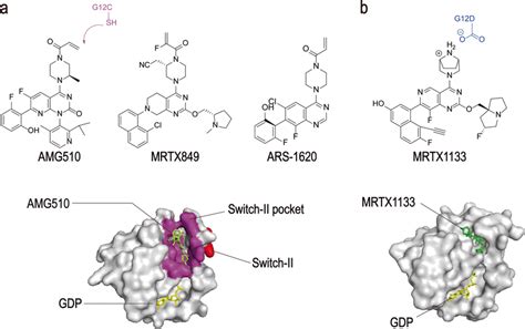 Structures of KRAS surfaces targeted by KRAS mutant inhibitors. a ...