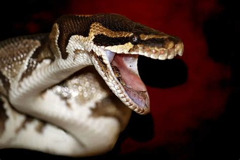 What to Do if Your Ball Python Bites You - ReptileHow.com