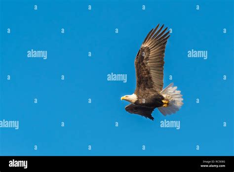 Flying bald eagle with blue sky background Stock Photo - Alamy