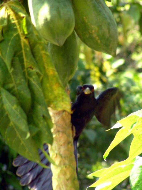 cherry picking at our backyard: the indian koel – RockSea and Sarah