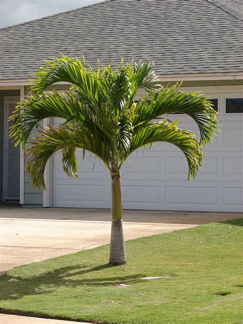 7 of the Best Palm Trees for Your Central FL Landscaping