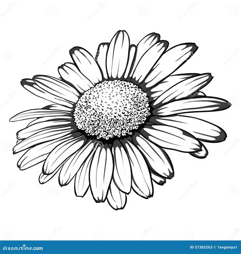 Daisy Black And White Flower