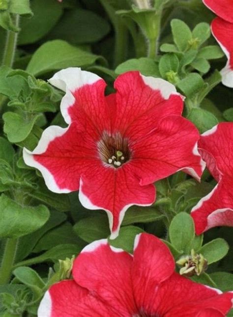 Bulk Petunia Seeds 1,000 Pelleted Seeds Petunia Hulahoop Red Hula Hoop - Etsy