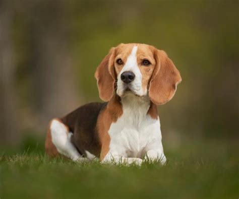 Top 15 Scent Hound Breeds | Scent or Smells Experts