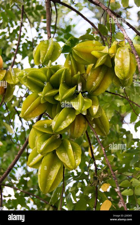 Star fruit (or Carambola), the fruit of Averrhoa carambola tree, grow in the tropical Florida ...