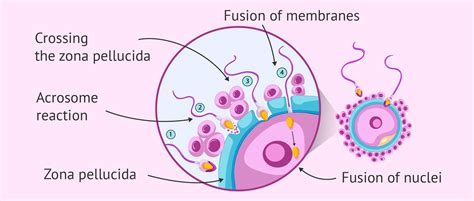 Steps of fertilization in humans