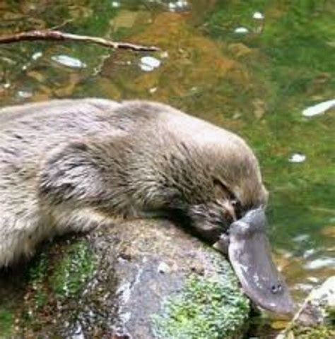 Platypus | Platypus, Animals, Duck billed platypus