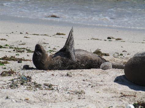 Baby Sea lion clapping | Flickr - Photo Sharing!