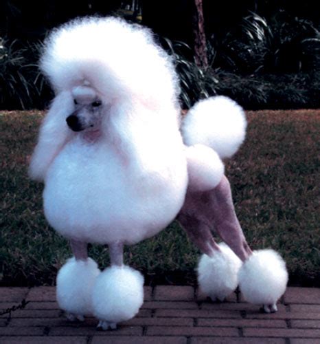 Miniature Poodle Breed Information: History, Health, Pictures, and more