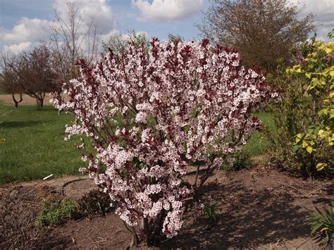 Plum Leaf Sandcherry Bush – Growing Purple Leaf Sandcherry Plants