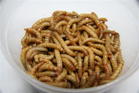 350 Mealworms