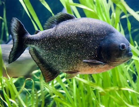 Red-Bellied Piranha | The Animal Facts | Appearance, Diet, Habitat, Range