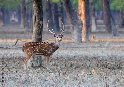 Wild chital, also known as spotted deer, chital deer, and axis deer, is a deer species native to ...