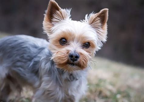 Yorkie Husky Mix: Complete Guide - Dog Leash Pro