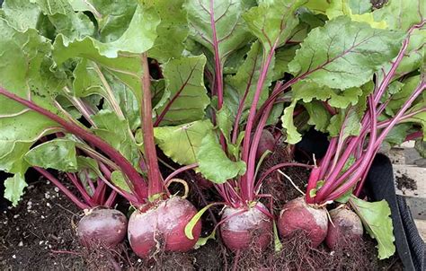 Beet Companion Plants - The 10 Best and 3 Worst Plants - Backyard Gardeners Network