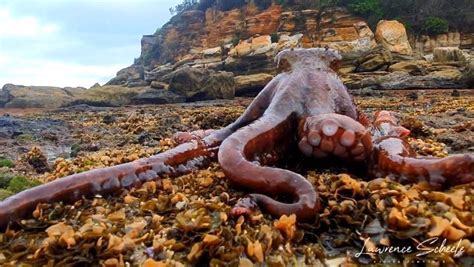 Large Octopus Climbs Out of Shallow Rock Pool in Low Tide to 'Walk' Across Land In Search of ...