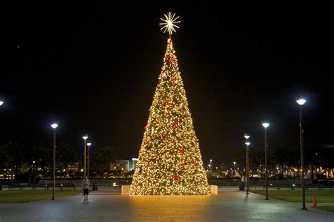 Where to Buy a Christmas Tree in Miami