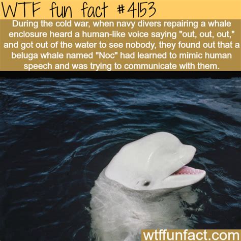 Beluga whale that learned to mimic human speech - WTF fun facts Wow Facts, Wtf Fun Facts, Funny ...