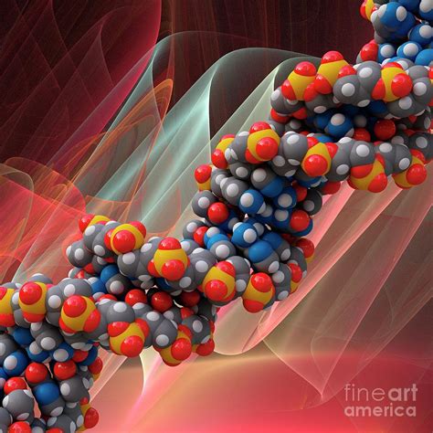 B-dna Molecule Photograph by Laguna Design/science Photo Library - Fine ...