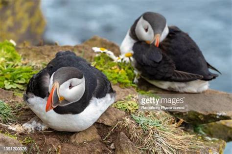 Puffin Iceland Photos and Premium High Res Pictures - Getty Images