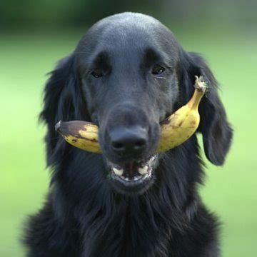 Benefits of Bananas for Dogs - DGP For Pets