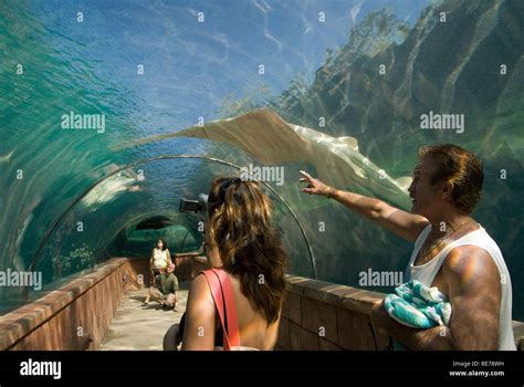 Aquarium glass tunnel to see predators. Hotel Atlantis. Paradise Island ...